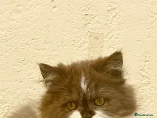 Scottish Fold cats Scottish Straight Longhaired Girl - Advert 11