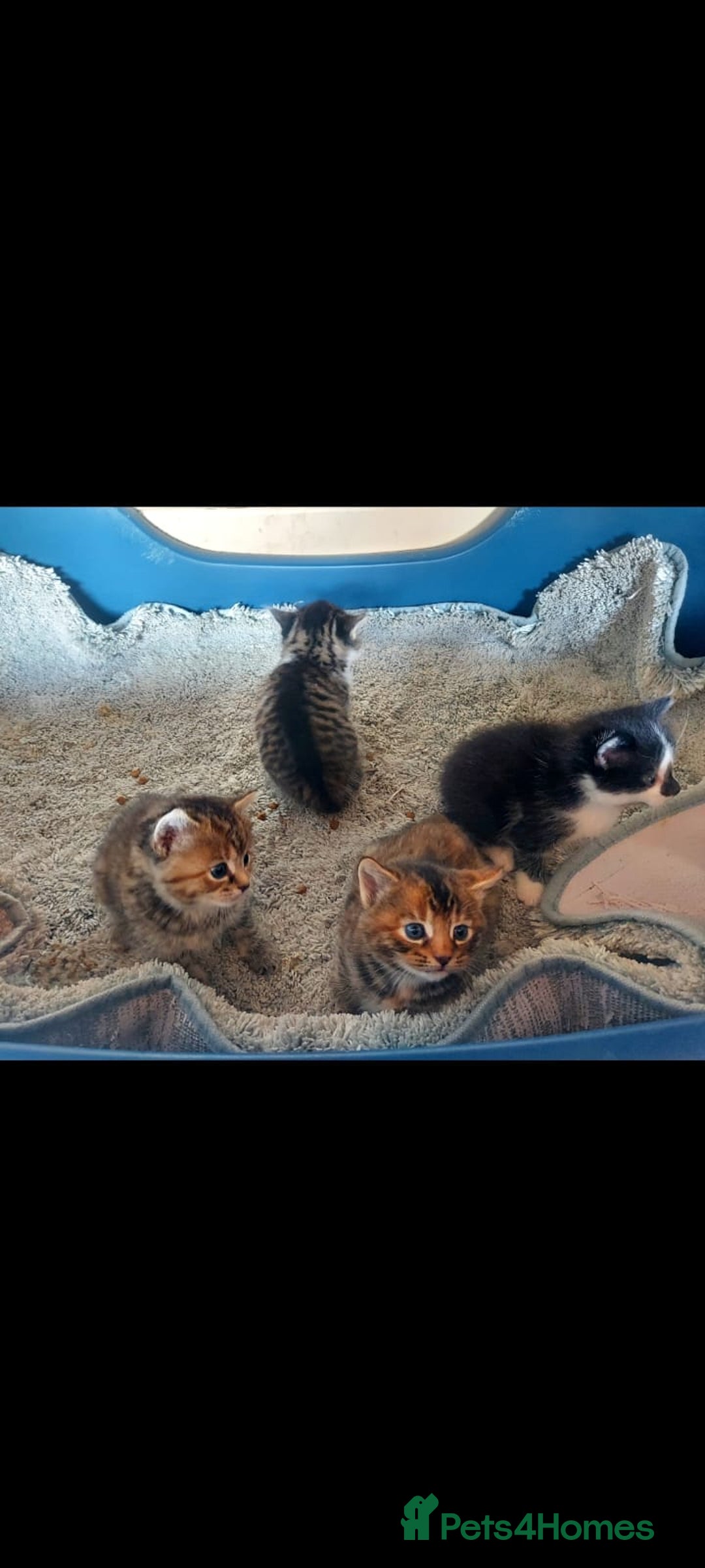 British Longhair cats for sale: Kittens for sale  - Image 5
