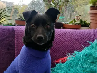 Mixed Breed dogs Spirit for adoption in Bedford - Advert 1