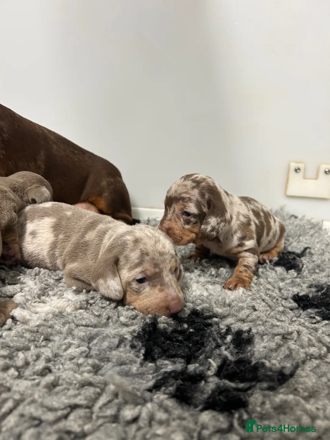 Miniature Dachshund dogs for sale: 5⭐️ Licensed. PRA Clear, KC registered  - Advert 2