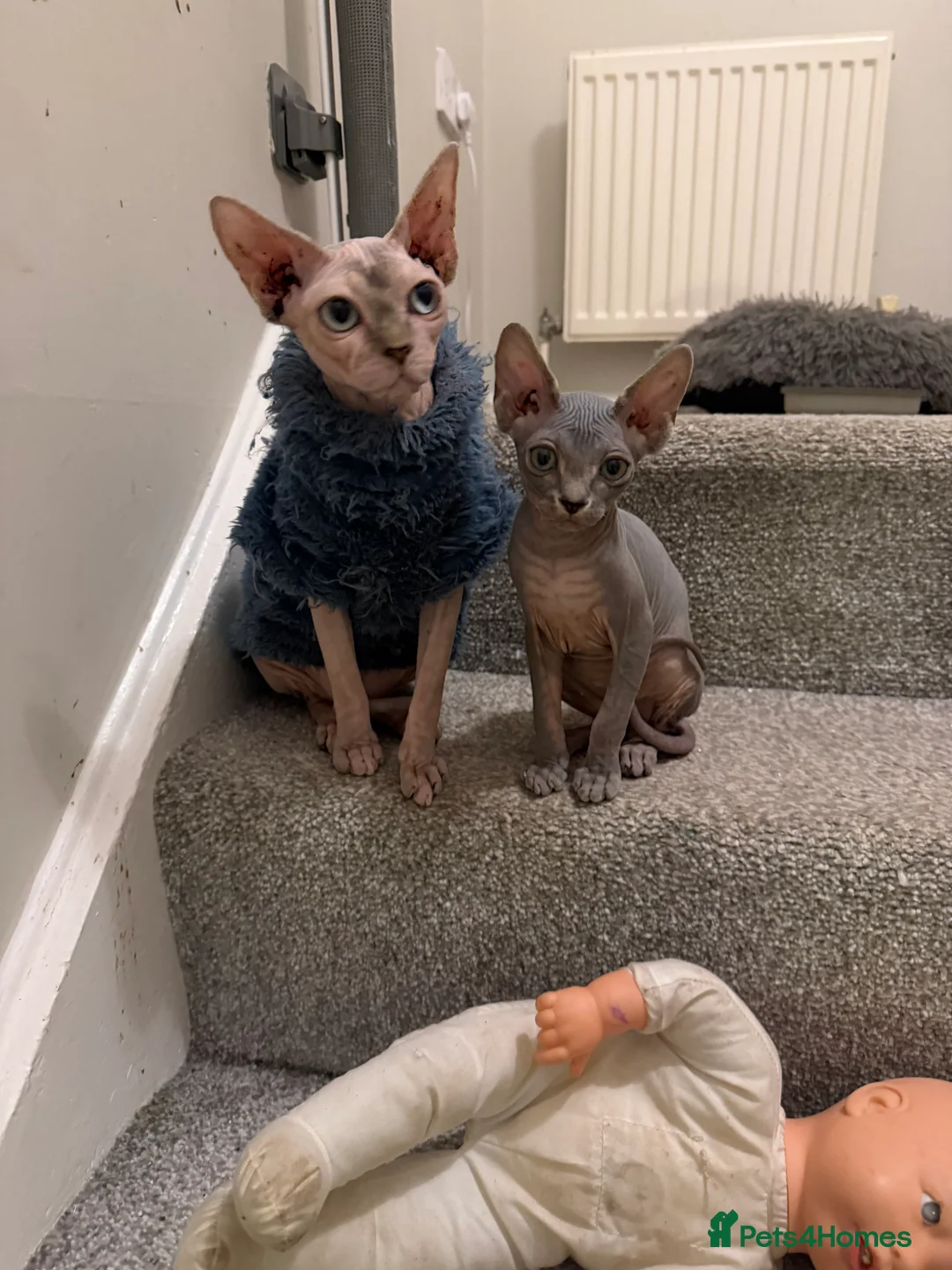 Sphynx cats for sale: Adorable Blue Sphynx - Boy Available NOW *TICA REG - Advert 2