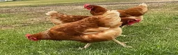 Hens poultry for sale: 9 laying hens free to good home  in Ascot - Advert 2