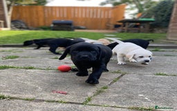 Labrador Retriever dogs for sale: Stunning Labrador Puppies - Image 6
