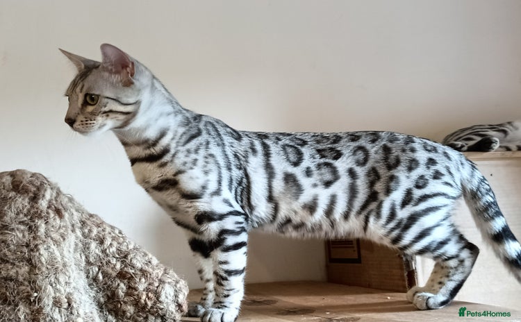 Domestic Shorthair cats - Advert 4