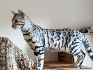 Domestic Shorthair cats - Advert 26