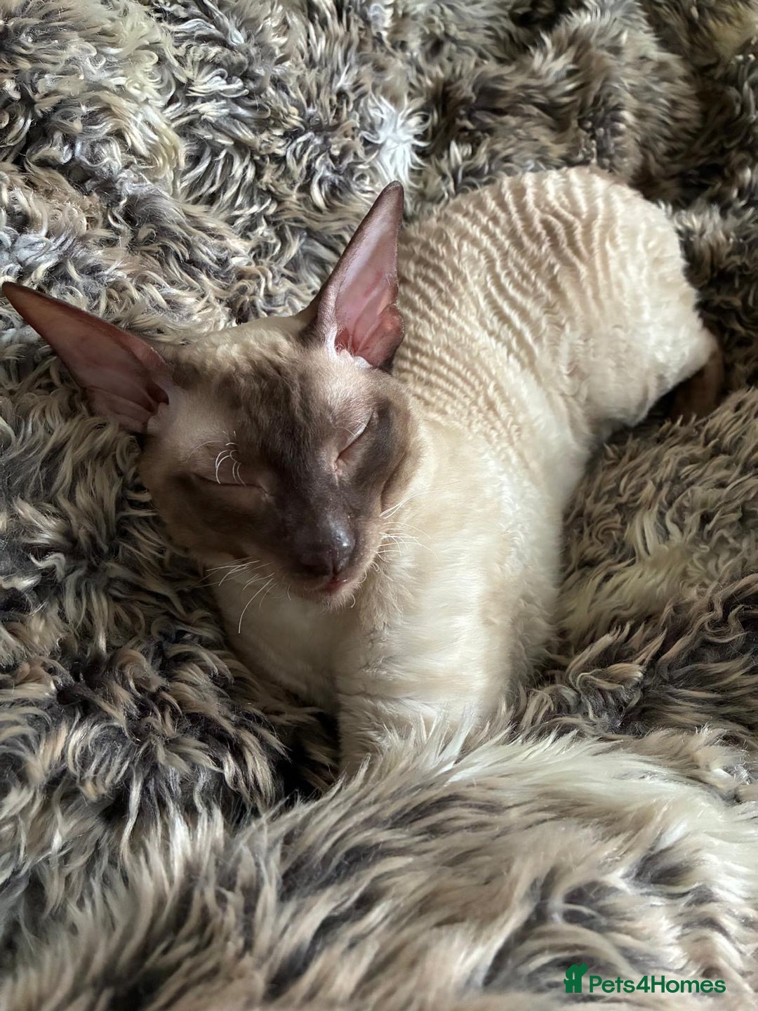 Cornish Rex cats for sale: Cornish Rex Chocolate Point Male 9 months £500 - Advert 5