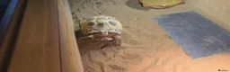 Tortoise reptiles for sale: 3-Year-Old Horsfield Tortoise + Complete Setup - Advert 3