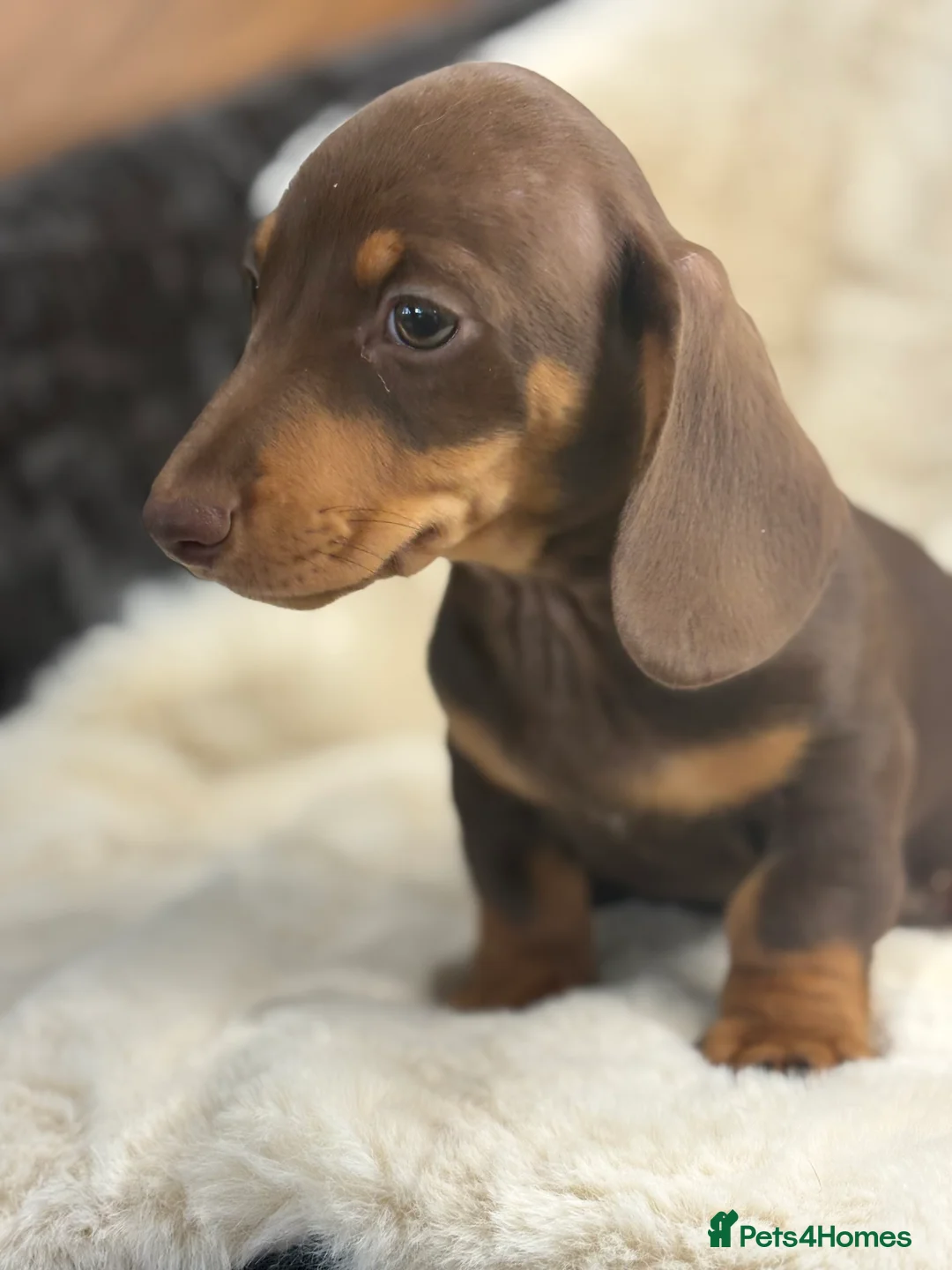 Miniature Dachshund dogs for sale: Top quality mini smooth dachshund pups  - Advert 8