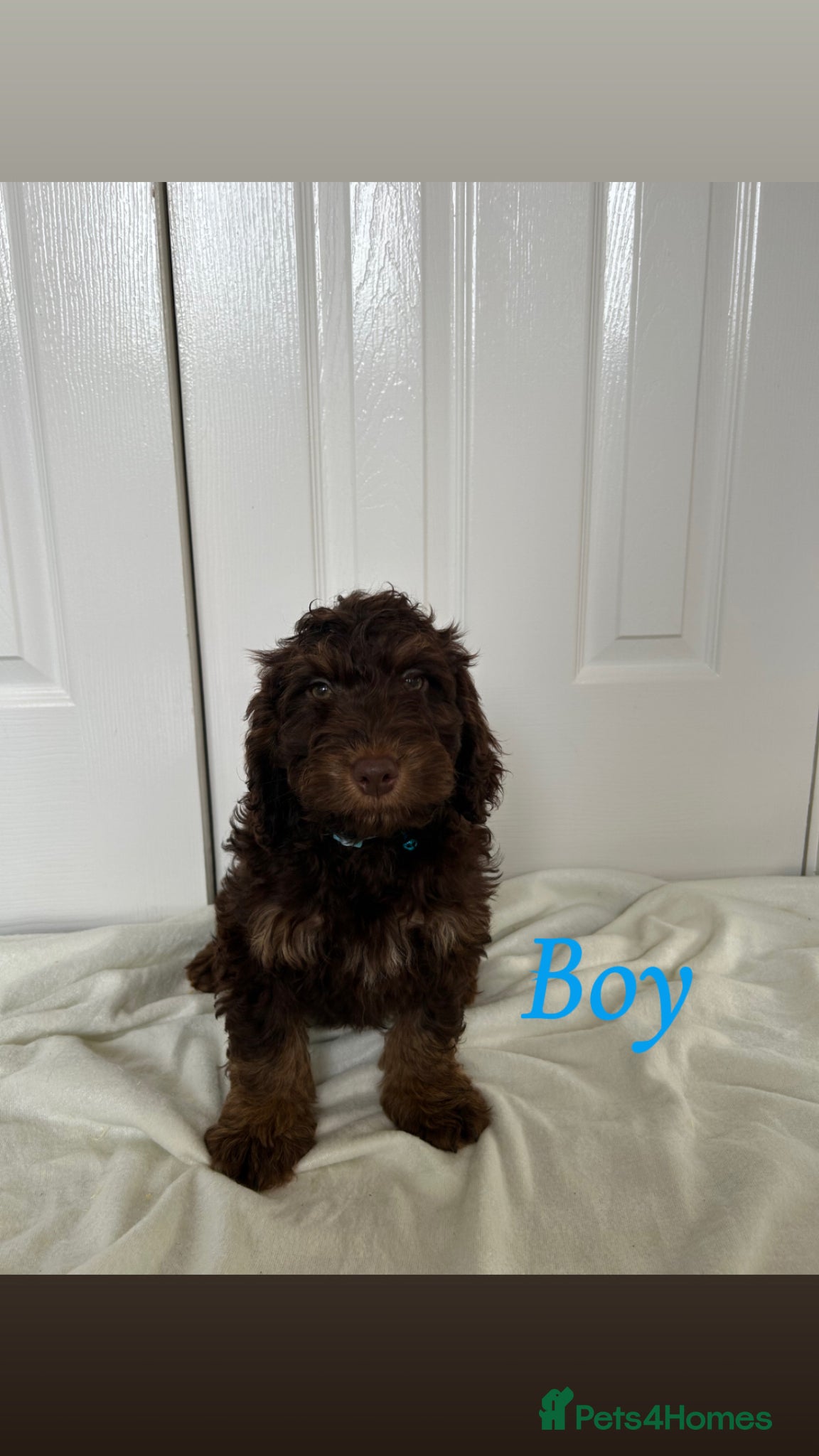 Cockapoo dogs F1 cockapoo puppies  - Advert 4