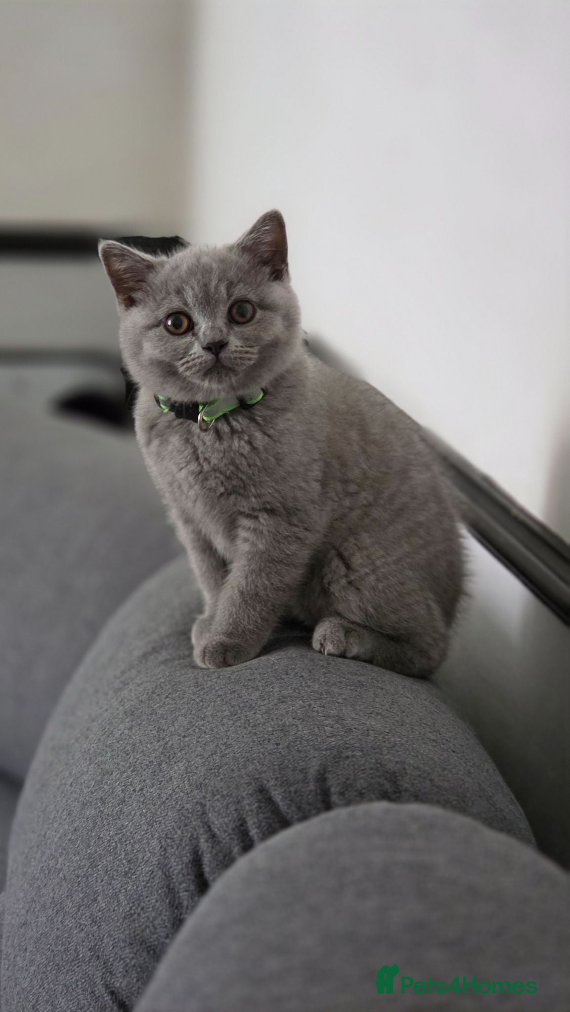 British Shorthair cats GCCF ACTIVE KITTENS‼️ READY TO LEAVE‼️ - Advert 3