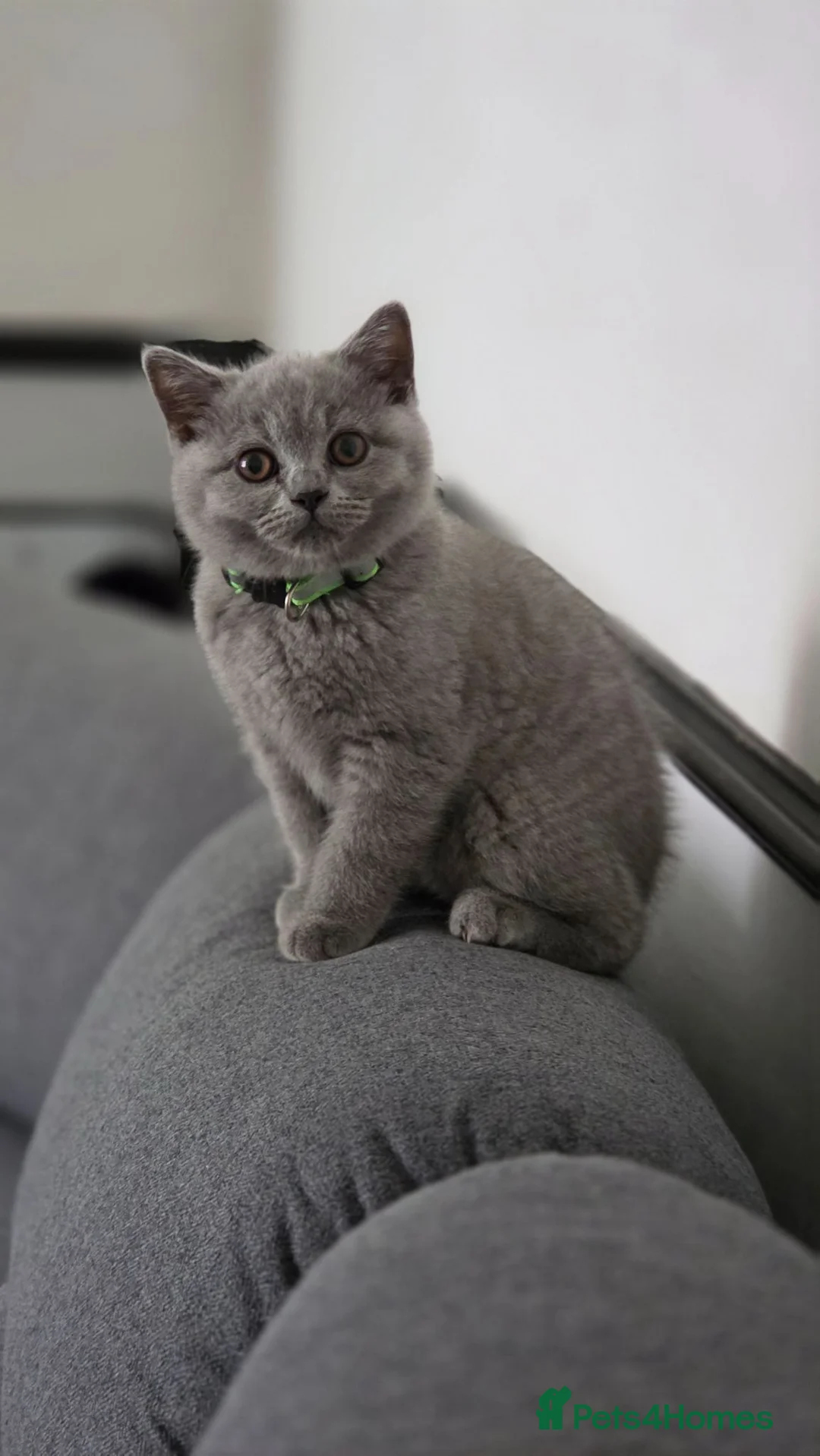 British Shorthair cats for sale:     🐾 Premium British Shorthair Kittens - Advert 2