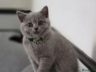 British Shorthair cats GCCF ACTIVE KITTENS‼️ READY TO LEAVE‼️ - Advert 3