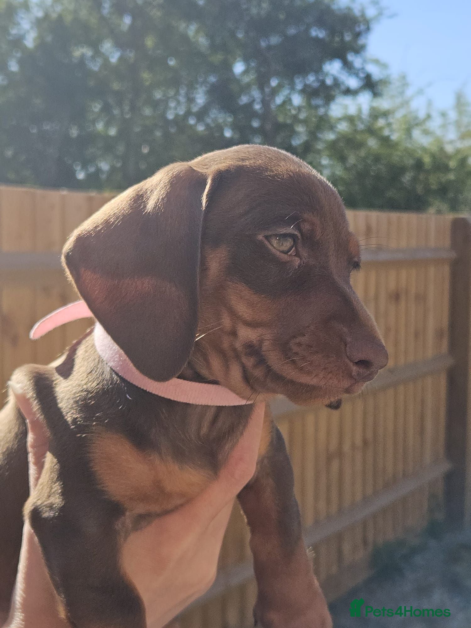 Dachshund dogs 1 Stunning Chunky female dachund left available  - Advert 1