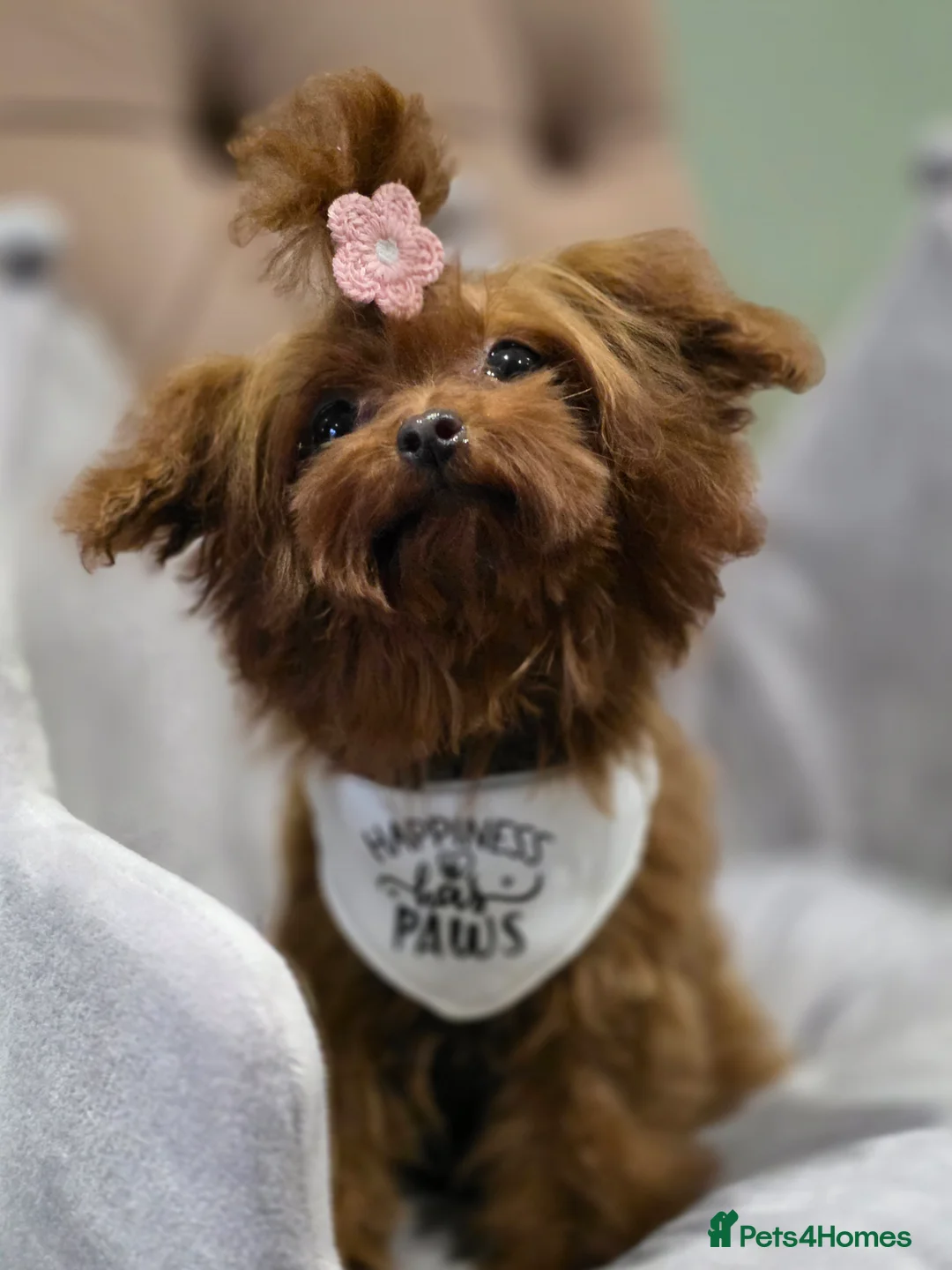 Toy Poodle dogs for sale: Full Asian girl - Advert 3