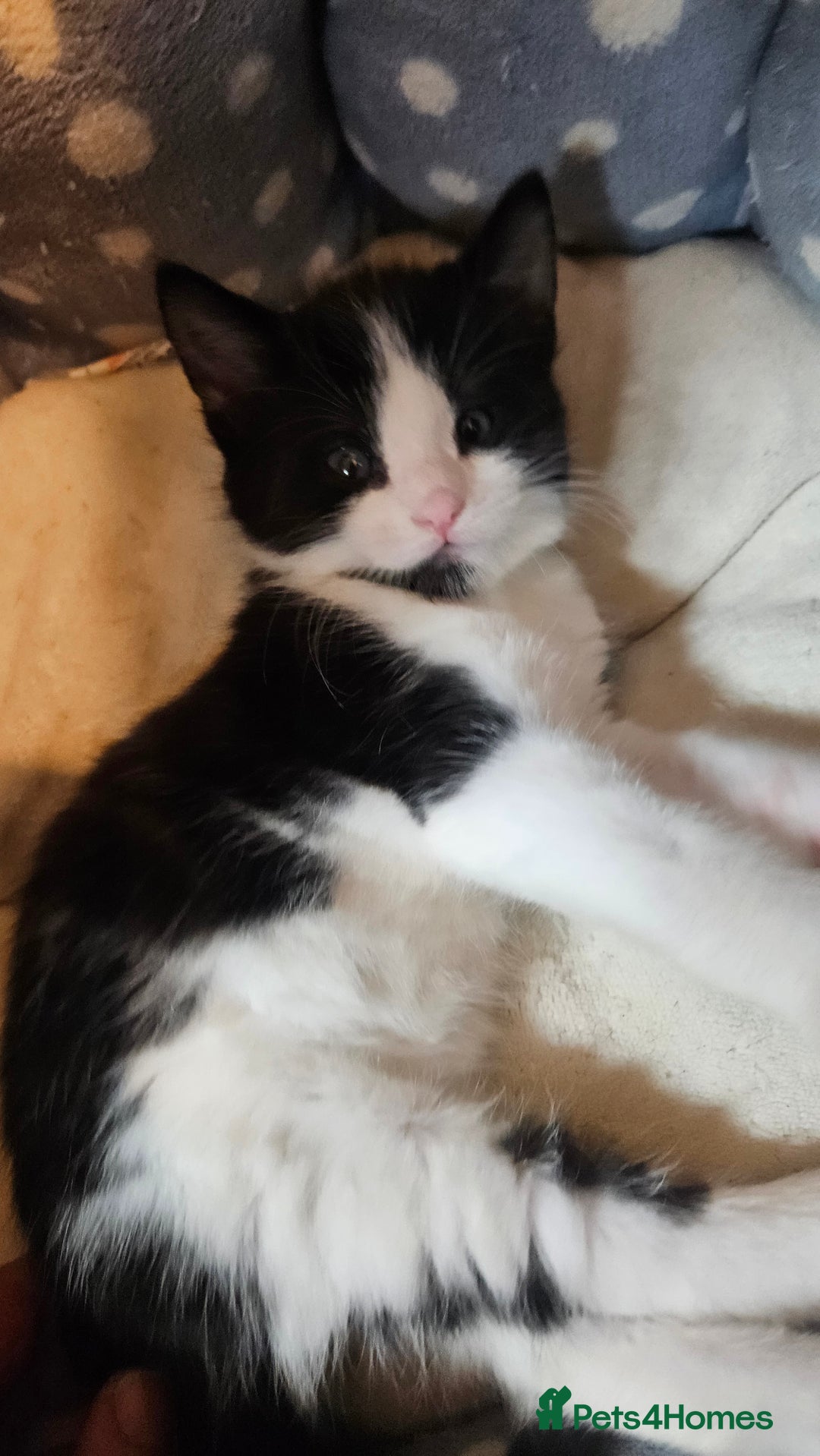 Mixed Breed cats for sale: Black and white 3 kittens for sale. 2 boys 1 girl. - Advert 12