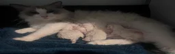 Ragdoll cats for sale: 5 Adorable male Ragdoll kittens for sale - Advert 4