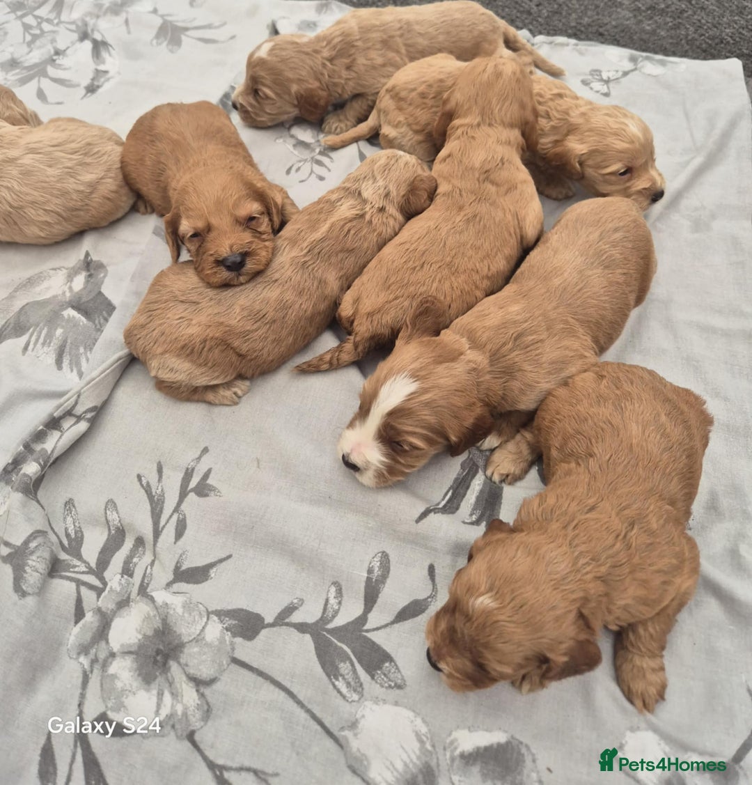 Miniature Poodle dogs for stud: Red Miniature Poodle Stud package Available  in Southampton - Advert 39