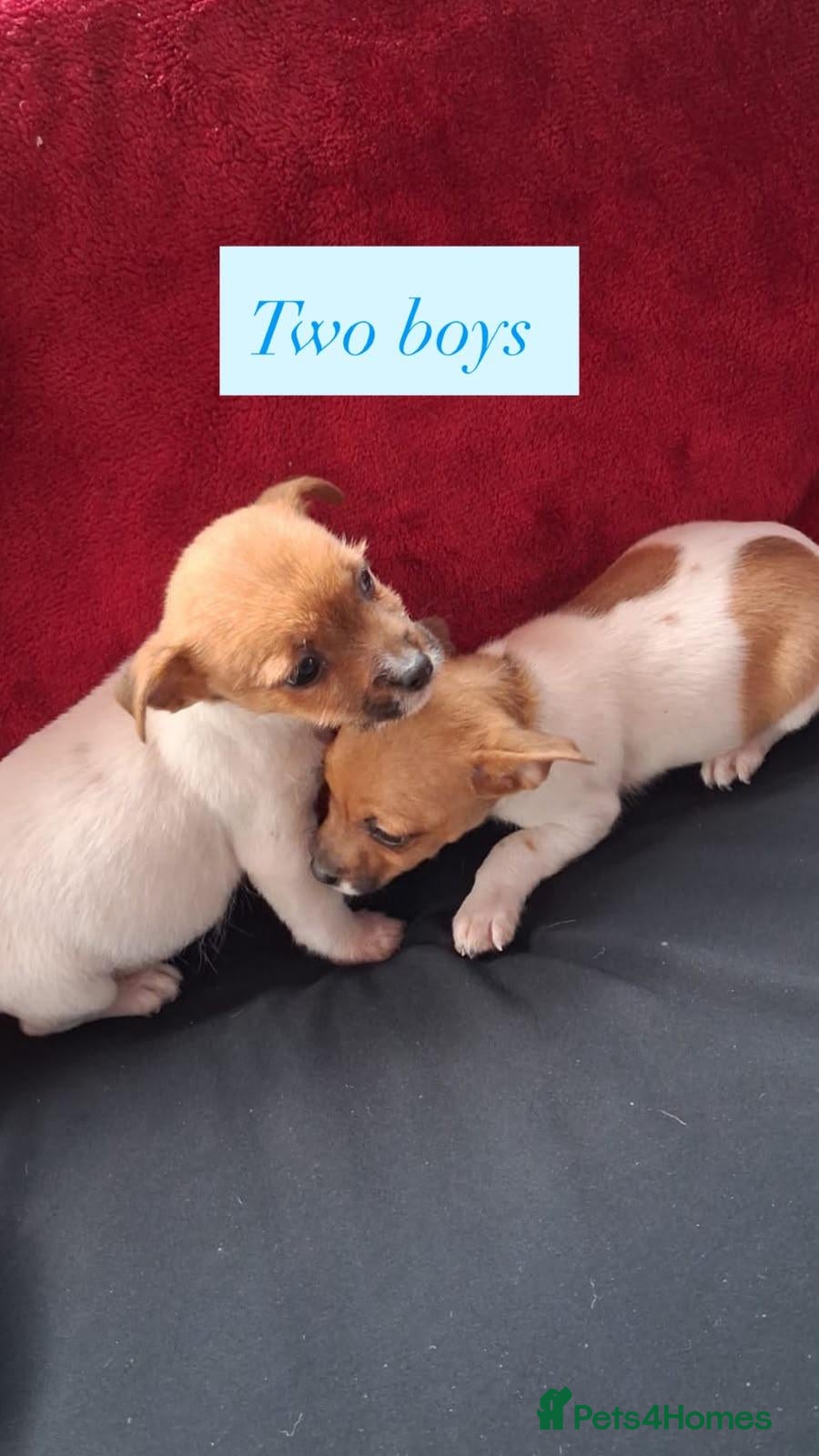 Jack Russell dogs Four jack russle puppies for sale  - Advert 2
