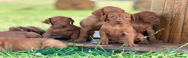 Hungarian Vizsla 10