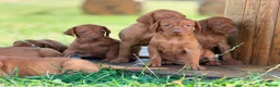 Hungarian Vizsla dogs for sale: Hungarian vizsla - Advert 7