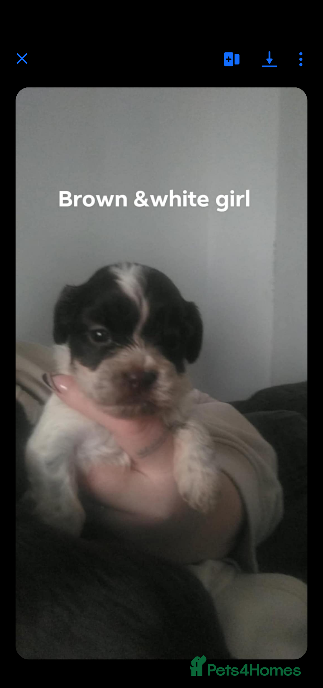 Mixed Breed dogs for sale: Cocker-zu  - Advert 3