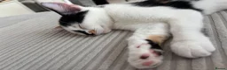 Mixed Breed cats for adoption: Adorable All Girl Kittens in Rainham - Advert 12