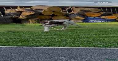 English Springer Spaniel dogs - Advert 1
