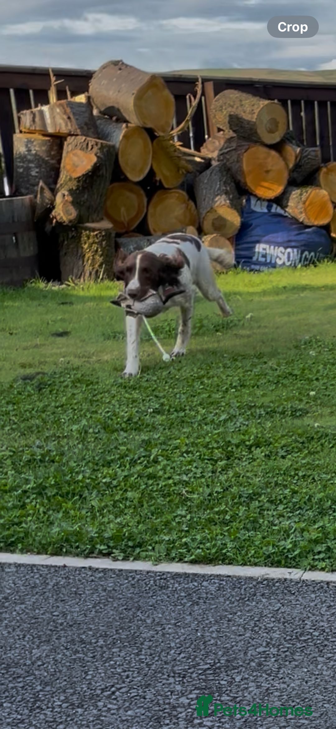 English Springer Spaniel dogs for sale: KC reg 10mth springer spaniel bitch  - Image 2