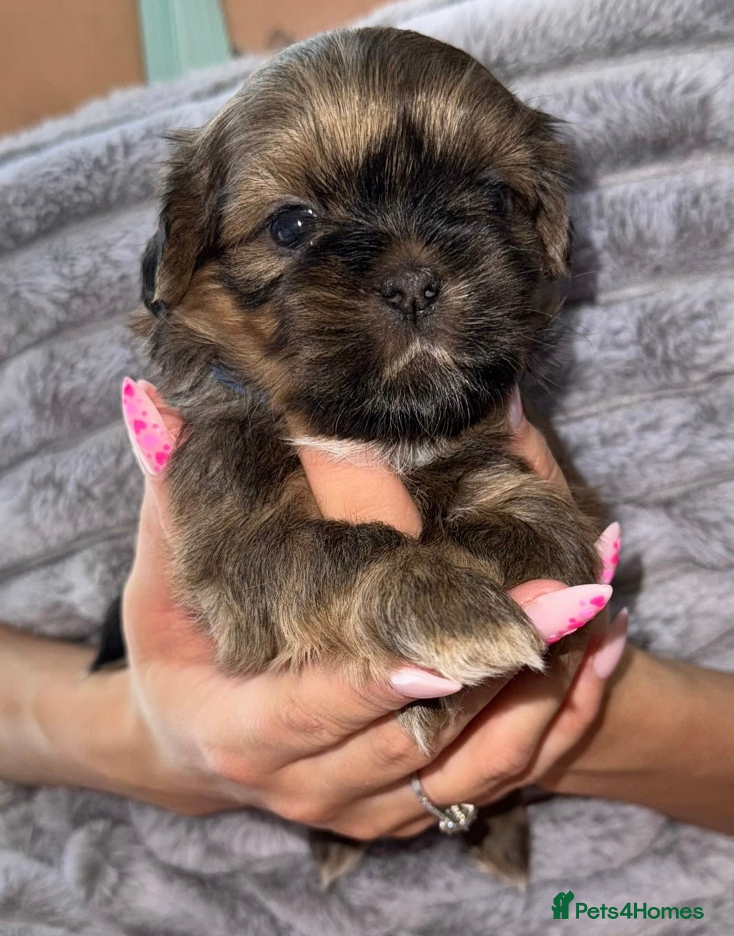 Shih Tzu dogs 💕Quality Purebred Adorable Shih Tzu Puppies💕 - Advert 1