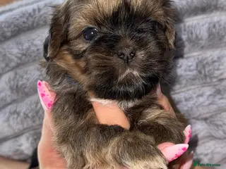 Shih Tzu dogs 💕Quality Purebred Adorable Shih Tzu Puppies💕 - Advert 6