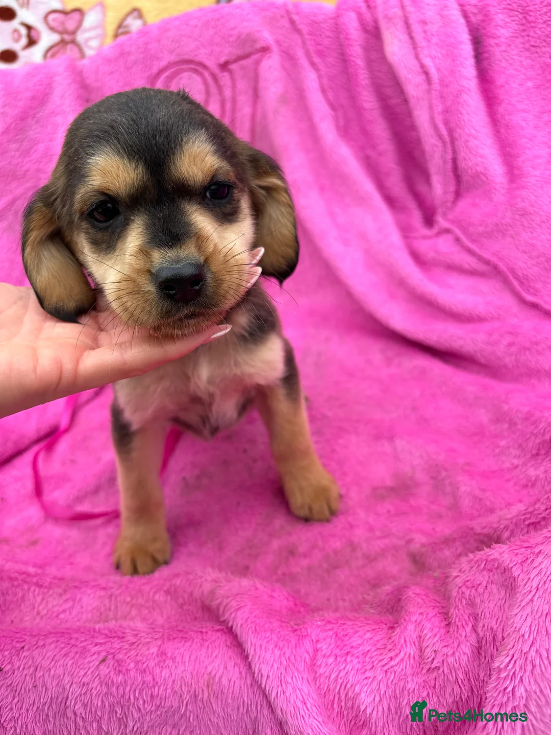 Cockerdor dogs for sale: Beautiful cockador puppies available  - Advert 1