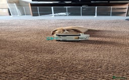 Mini Lop rabbits for sale: Gorgeous loving baby mini lop - Image 7