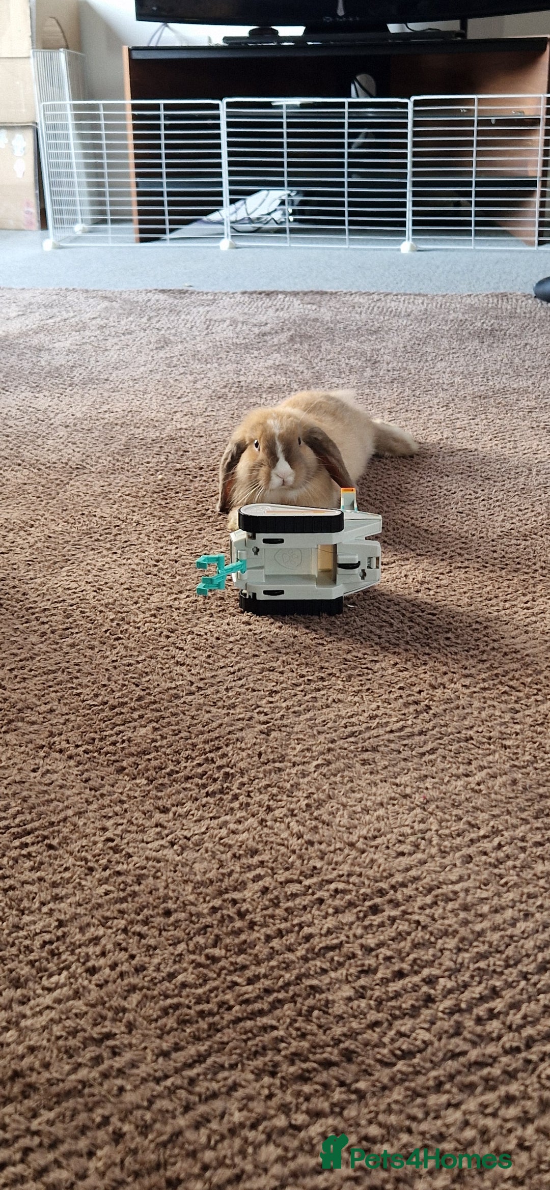 Mini Lop rabbits for sale: Gorgeous loving baby mini lop - Image 7