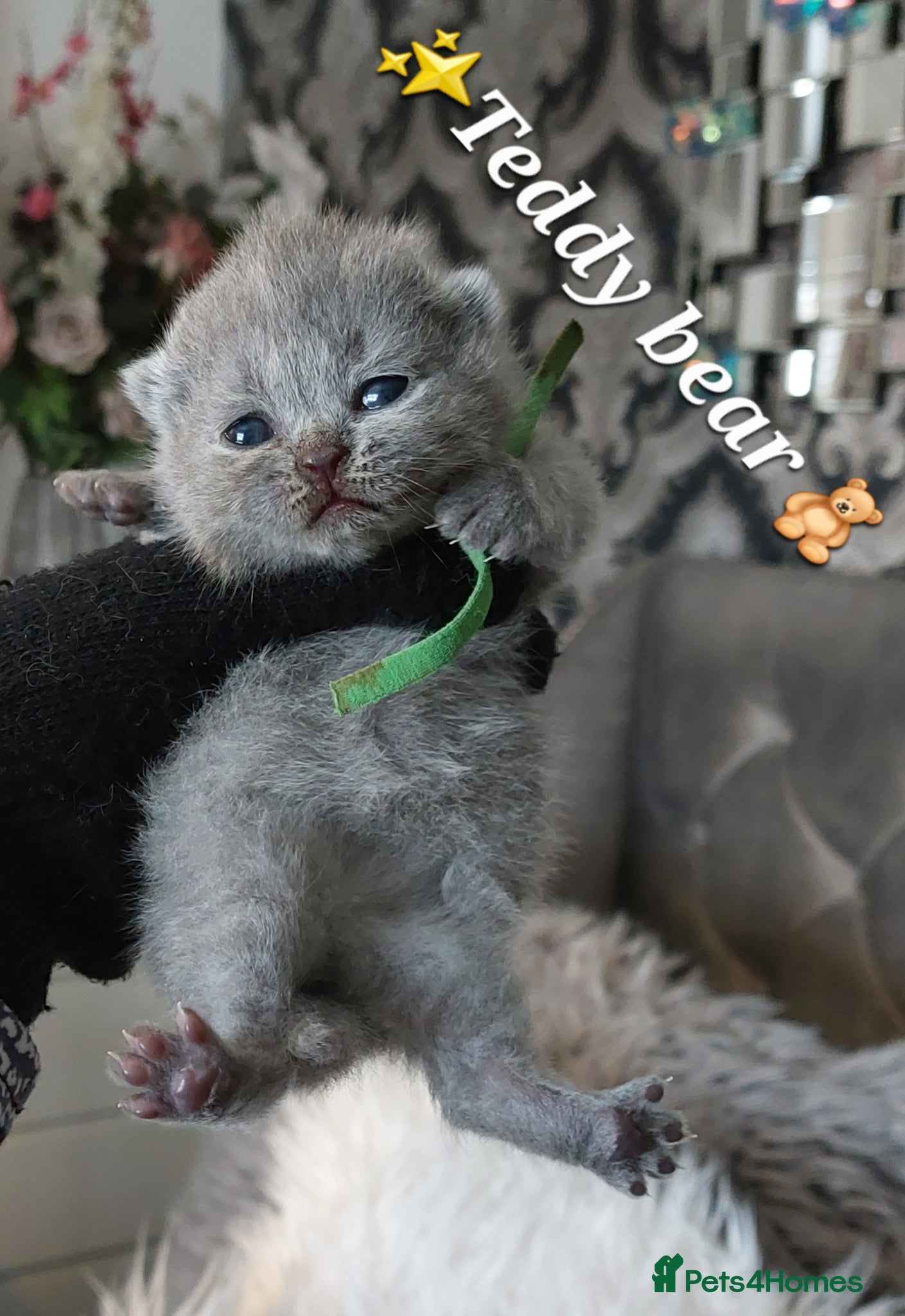 British Shorthair cats 🏆❤️‍🔥PRESTIGIOUS BABIES🏆🐻🐾 - Advert 1