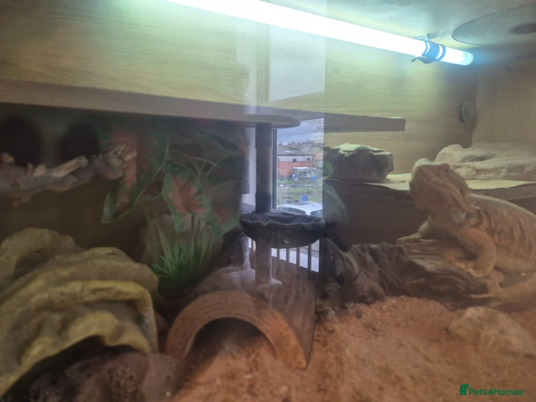 Dragon reptiles for sale: Female Bearded Dragon in Lincoln - Advert 6