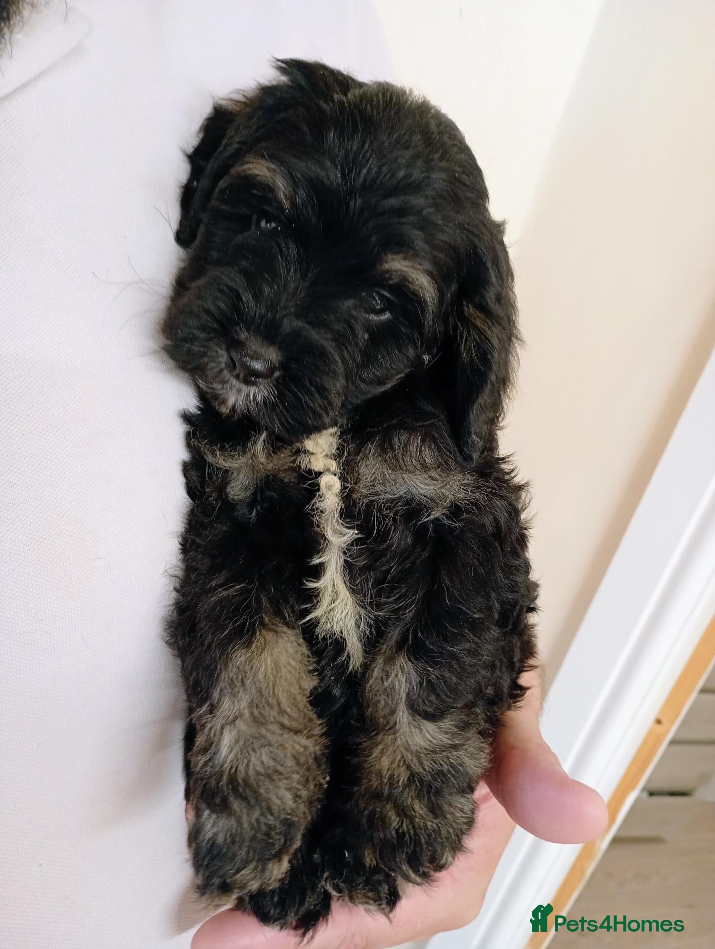 Shihpoo dogs for sale: shihpoo puppies unusual colours  - Advert 13