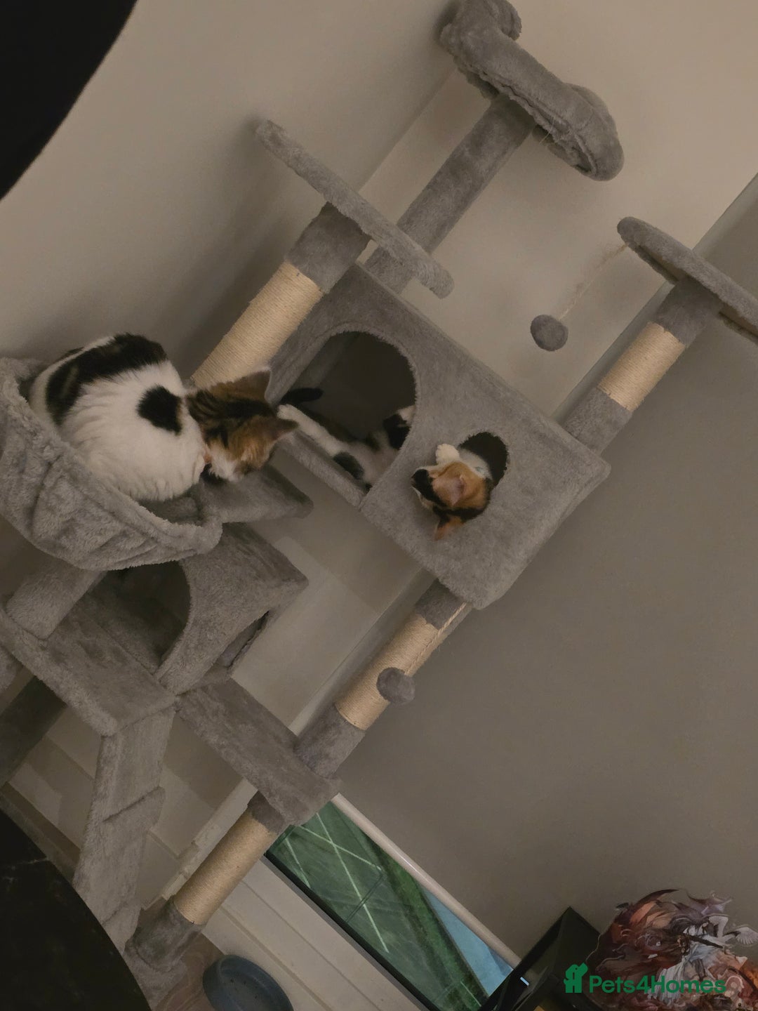 Mixed Breed cats for sale: Pair of bonded female kittens  - Advert 7