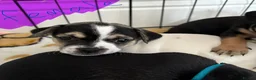 Jack Chi dogs for sale: 1/4 Jack Russell 3/4 chihuahua  - Advert 12