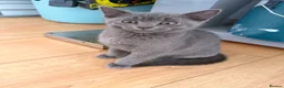 British Shorthair cats for sale: 2 boys  in Doncaster - Advert 5