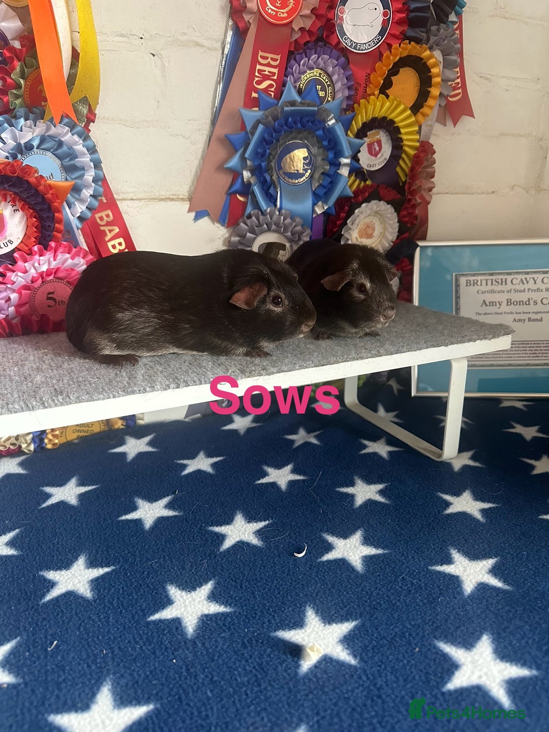 Guinea Pig rodents for sale: Guinea Pig Pairs Boars and Sows - Advert 4