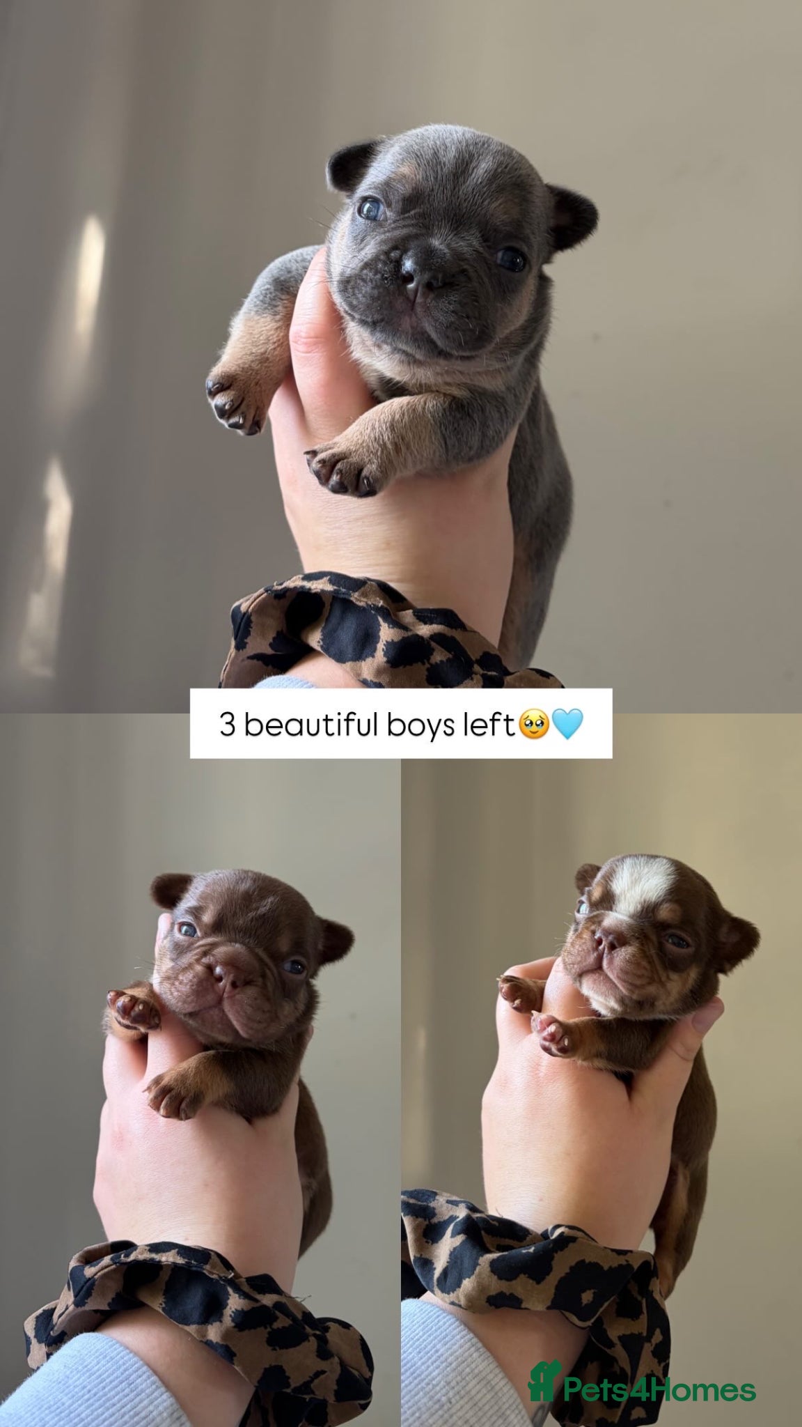 French Bulldog dogs Fully health tested French bull dog puppies  - Advert 5