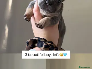 French Bulldog dogs Fully health tested French bull dog puppies - Advert 5