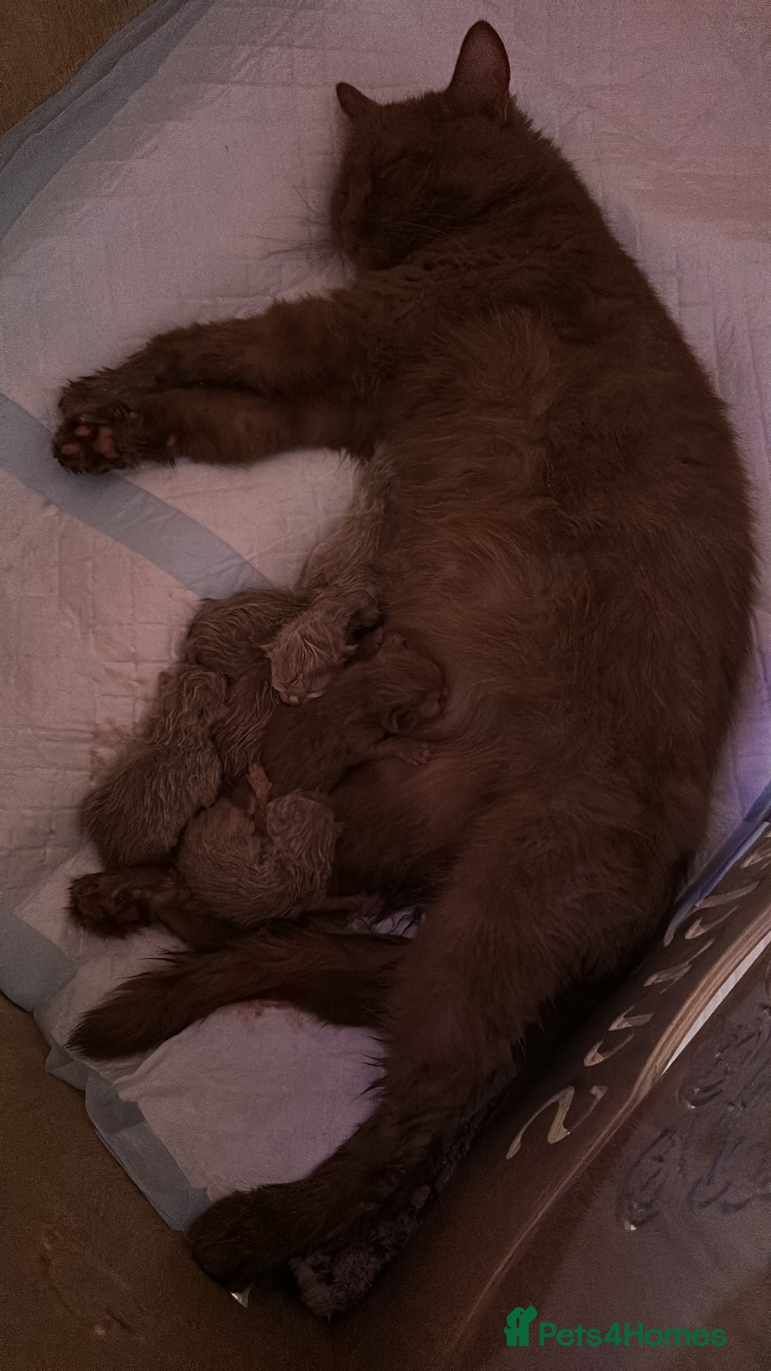 British Shorthair cats for sale: British shorthair kittens  - Image 11