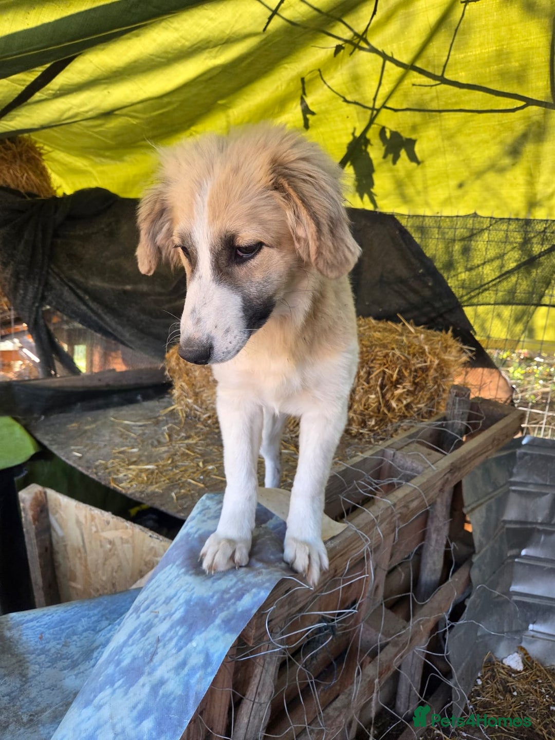 Mixed Breed dogs for adoption: Cleo - Gentle, Observant & Full of Heart 💛🐾 - Advert 2