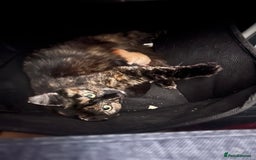 Mixed Breed cats for sale: 2 X Kittens for sale - Image 6