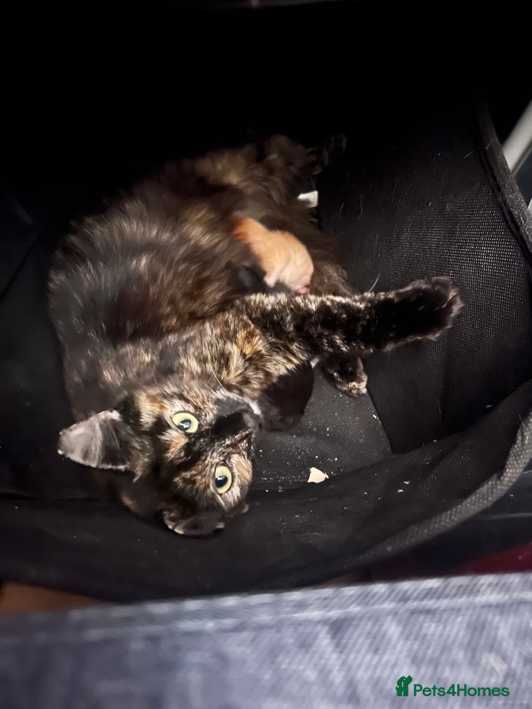 Mixed Breed cats for sale: 2 X Kittens for sale - Image 6