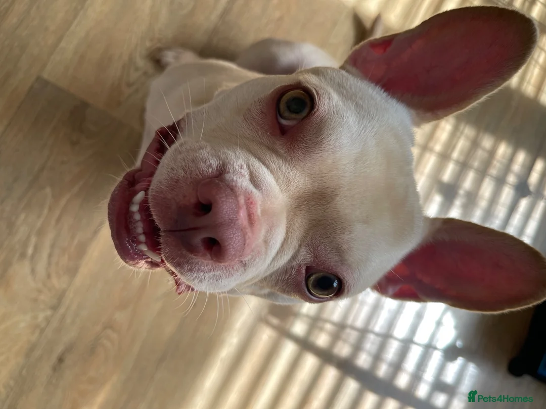 French Bulldog dogs for sale: Honey French bulldog  in Gravesend - Advert 2