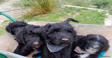 Labradoodle dogs in Kingsbridge - Advert 8
