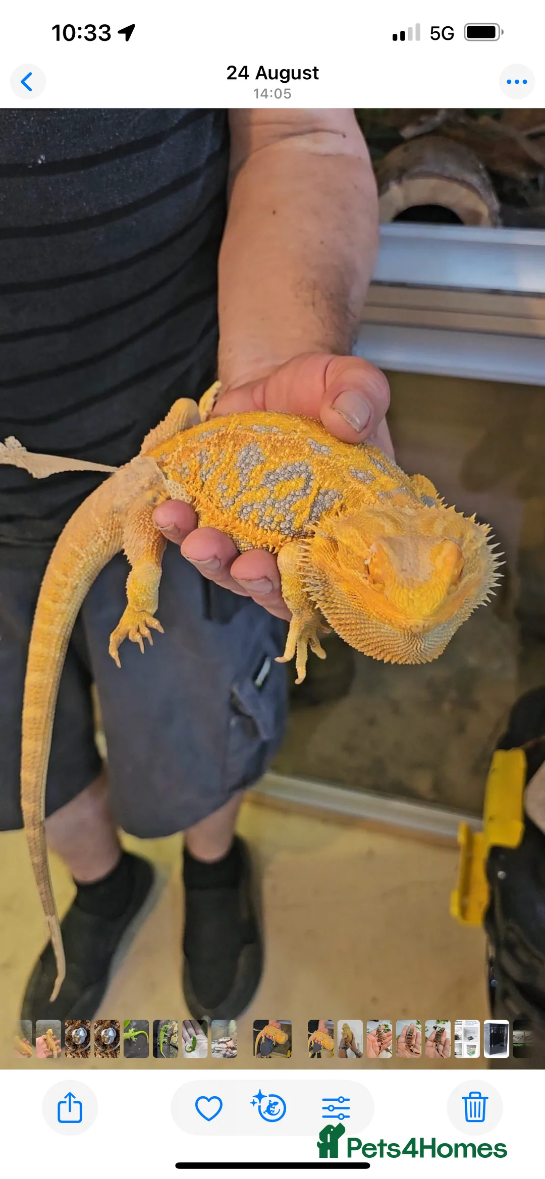 Bearded Dragon reptiles for sale: Bearded dragon males red and yellow - Advert 5