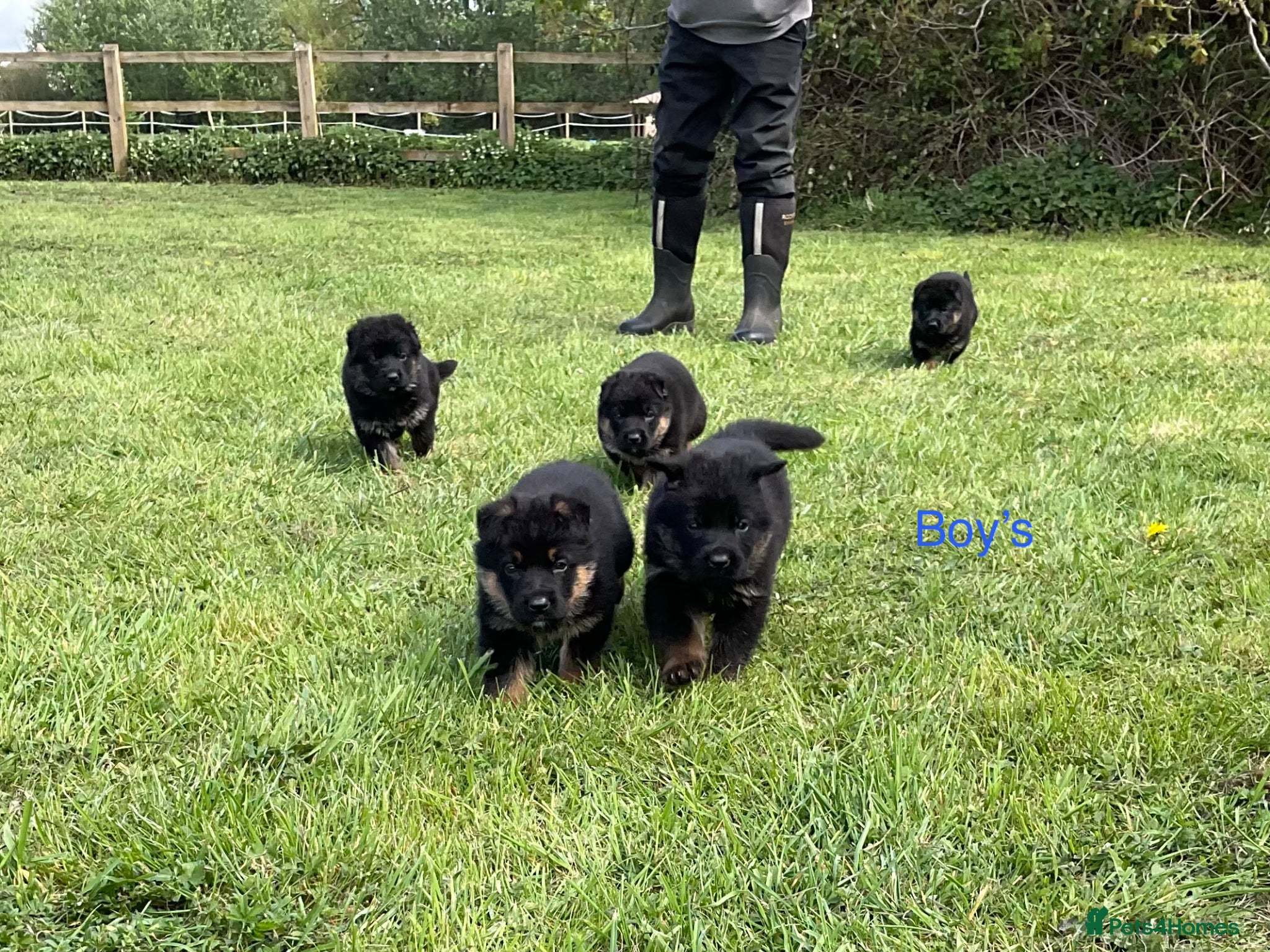 German Shepherd dogs Quality Litter of GSD Puppy’s @icepack - Advert 3